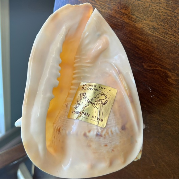 Cassis Cornuta Queen Horned Helmet Shell - Picture 6 of 16